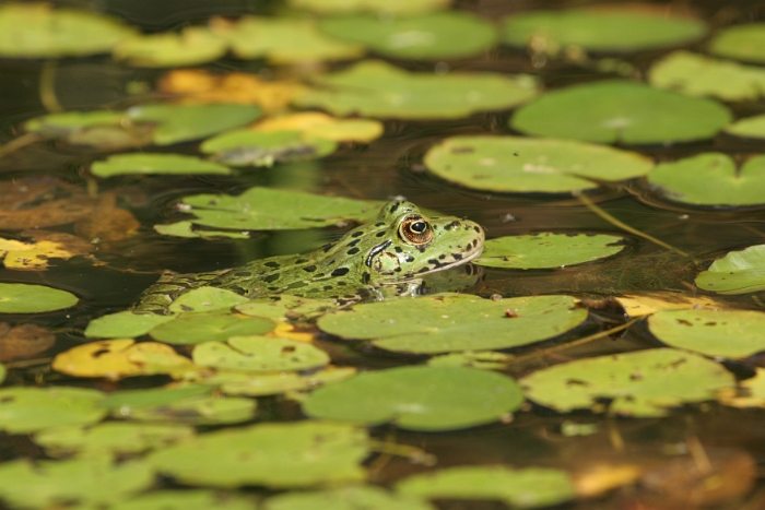 La Sauge - Grenouilles - 007